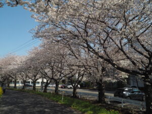 足利大学周辺の桜の写真です。