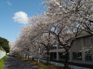 足利大学周辺の桜の写真です。