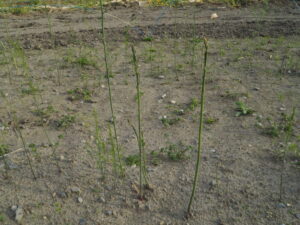 細い芽のアスパラガスの写真です。