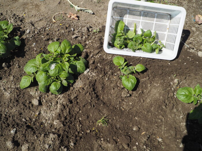 ジャガイモの芽かき作業の写真です。