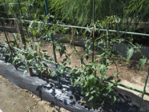 急激に成長するトマトの写真です。