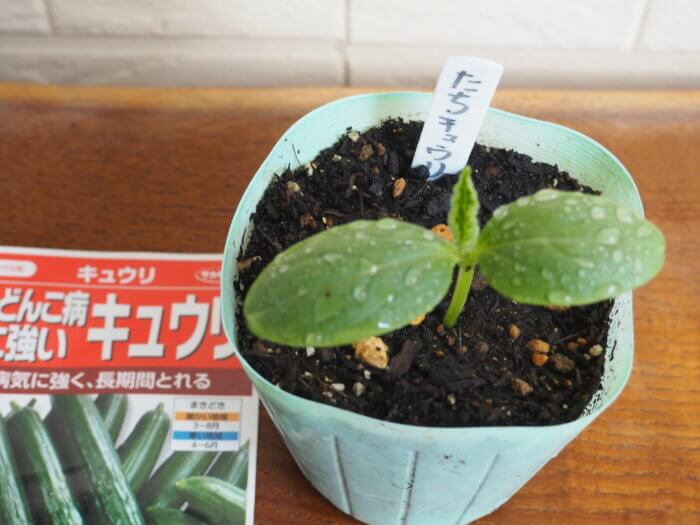 キュウリ（立ち型系）の本葉の写真です。