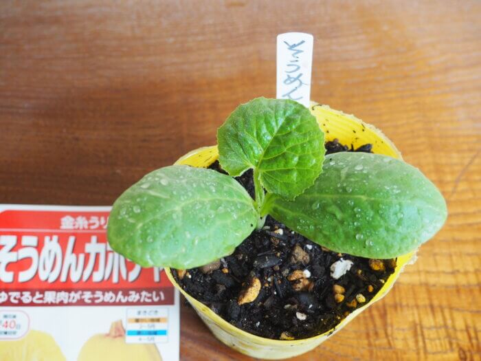 そうめん(金糸)カボチャの本葉の写真です。