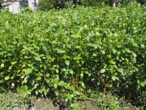 全体の(株)を切り詰めたモロヘイヤの写真です。