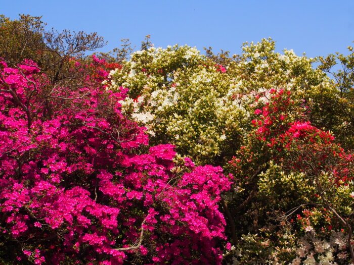 館林市 つつじが岡公園の写真です。