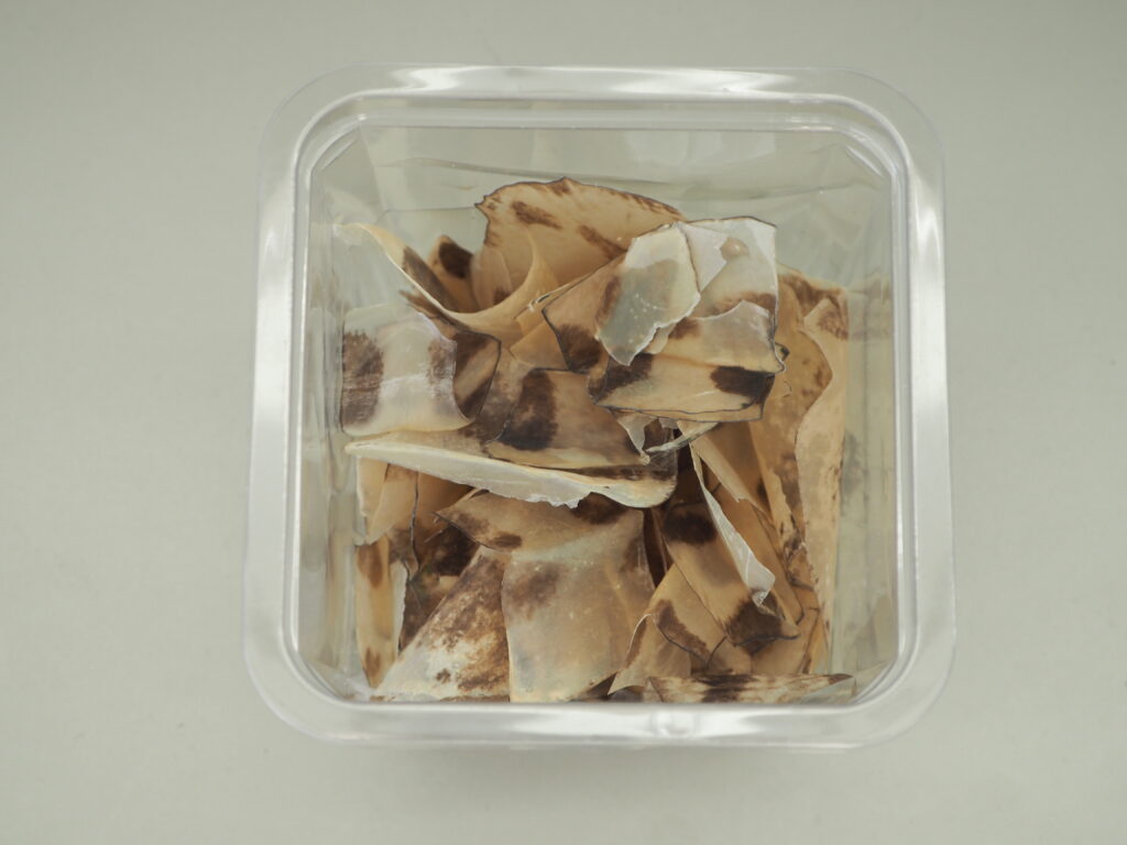 脱皮したカメの甲羅の写真です。