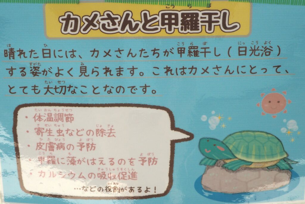 カメの甲羅干しについての写真です。