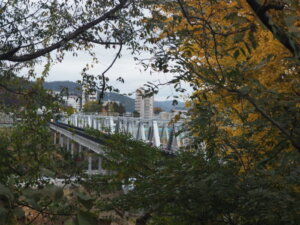 女浅間山から見た渡良瀬橋とイチョウの写真です。