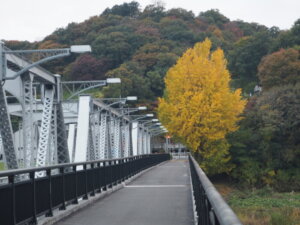 渡良瀬橋と紅葉したイチョウの写真です。