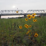 渡良瀬橋と花の写真です。