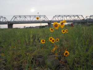 渡良瀬橋と花の写真です。