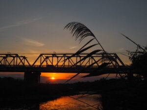 渡良瀬橋とススキの写真です。