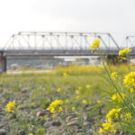 渡良瀬橋と菜の花の写真です。