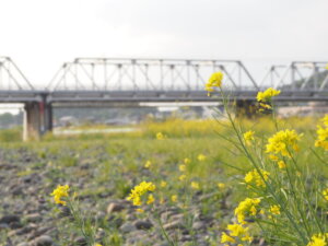 渡良瀬橋と菜の花の写真です。