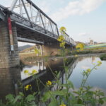 渡良瀬橋と菜の花の写真です。