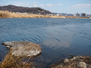 釣りポイント：渡良瀬川の写真です。