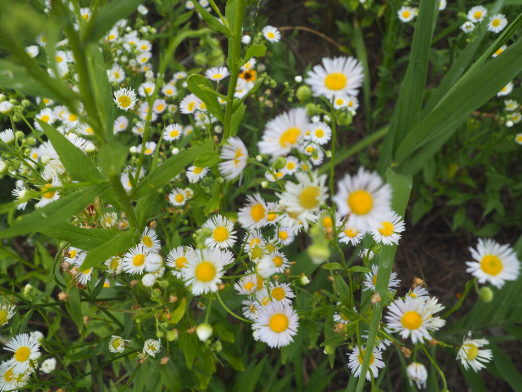 足利中橋架け替え工事:河川敷に咲く花の写真です。