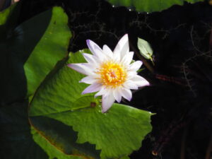 あしかがフラワーパーク：：スイレンの花の写真です。