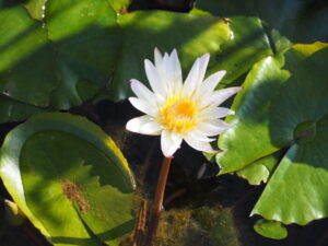 あしかがフラワーパーク：：スイレンの花の写真です。