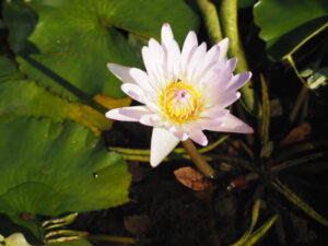 あしかがフラワーパーク：：スイレンの花の写真です。