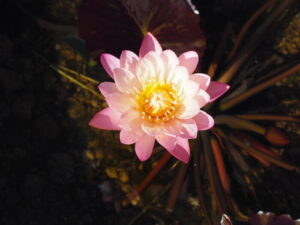 あしかがフラワーパーク：：スイレンの花の写真です。