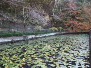 長林寺山門前のスイレン池の写真です。