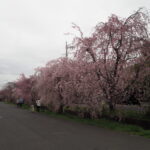 足利しだれ桜さんぽ道の桜の写真です。