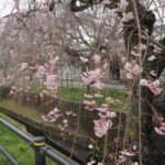 足利しだれ桜さんぽ道の桜の写真です。