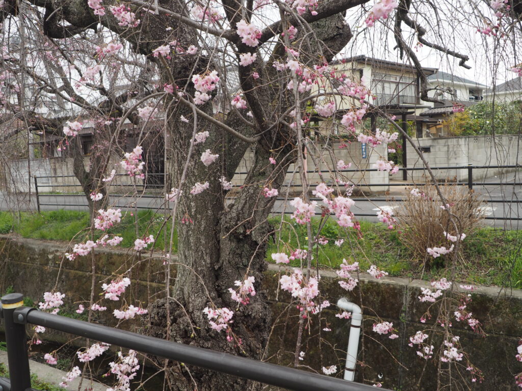 足利しだれ桜散歩道のしだれ桜の写真です。