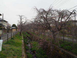 足利しだれ桜散歩道のしだれ桜の写真です。