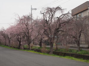 足利しだれ桜散歩道のしだれ桜の写真です。