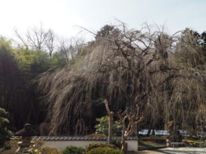 足利三十三観音霊場巡り：清源寺本堂前の垂れ桜の写真です。