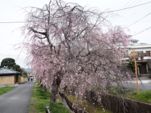 しだれ桜の写真です。