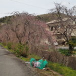 足利しだれ桜散歩道の写真です。