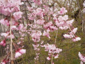 しだれ桜の写真です。