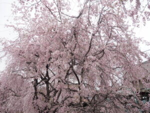 しだれ桜の写真です。