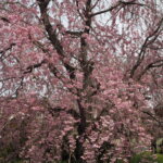 足利しだれ桜散歩道の写真です。