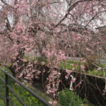 足利しだれ桜散歩道の写真です。