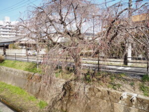 しだれ桜の写真です。