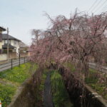 足利しだれ桜散歩道の写真です。