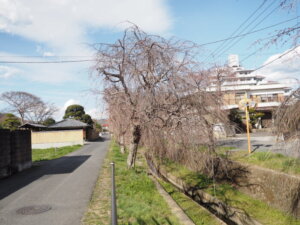 しだれ桜の写真です。