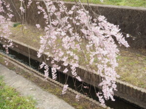 しだれ桜の写真です。