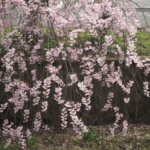 足利しだれ桜散歩道の写真です。