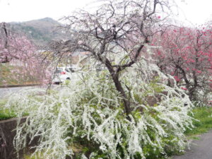 しだれ桜の写真です。