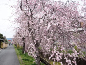 しだれ桜の写真です。