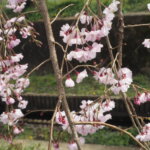 足利しだれ桜散歩道の写真です。