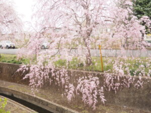 しだれ桜の写真です。
