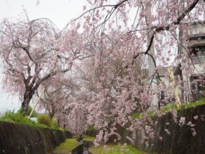 しだれ桜の写真です。