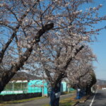 しだれ桜散歩道の写真です。