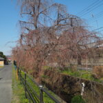 しだれ桜散歩道の写真です。